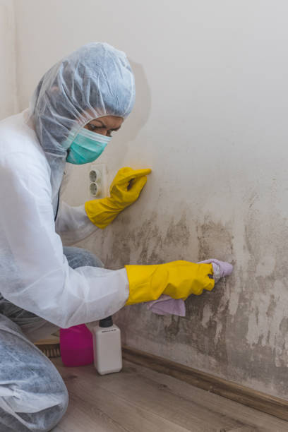 Best Airborne Mold Testing  in Olivet, MI
