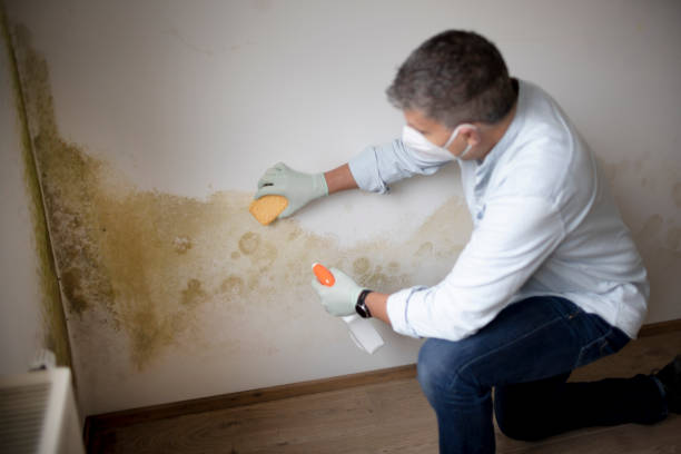 Best Environmental Consulting for Mold Prevention  in Olivet, MI