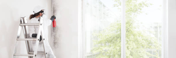  Olivet, MI Mold Removal Pros