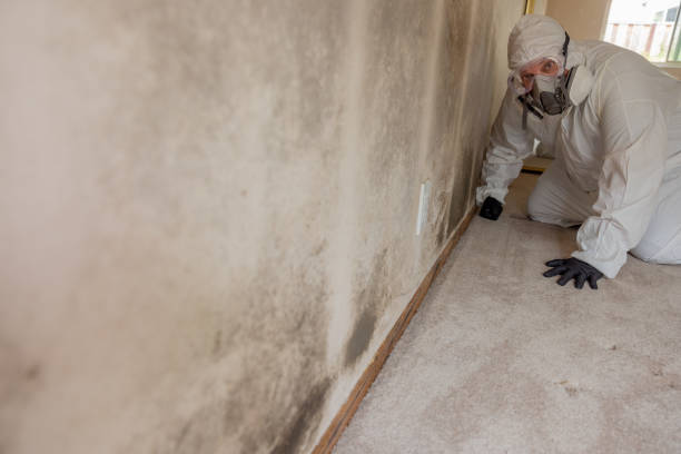Best Residential Mold Inspection & Testing  in Olivet, MI